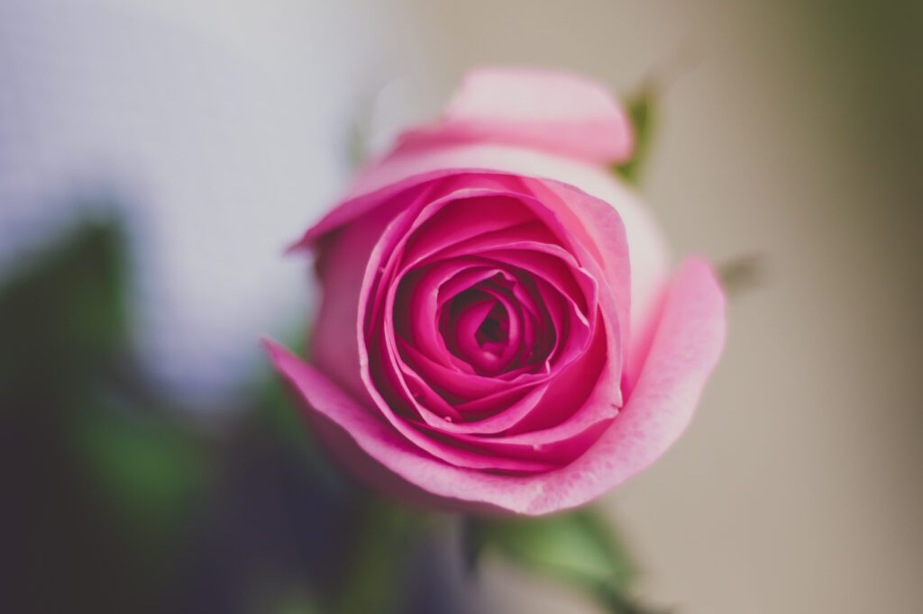 Vaaleanpunainen ruusu.