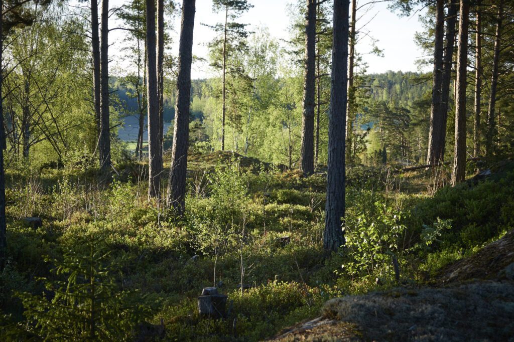 Metsämaastoa Naantalin Asuntomessualueella.