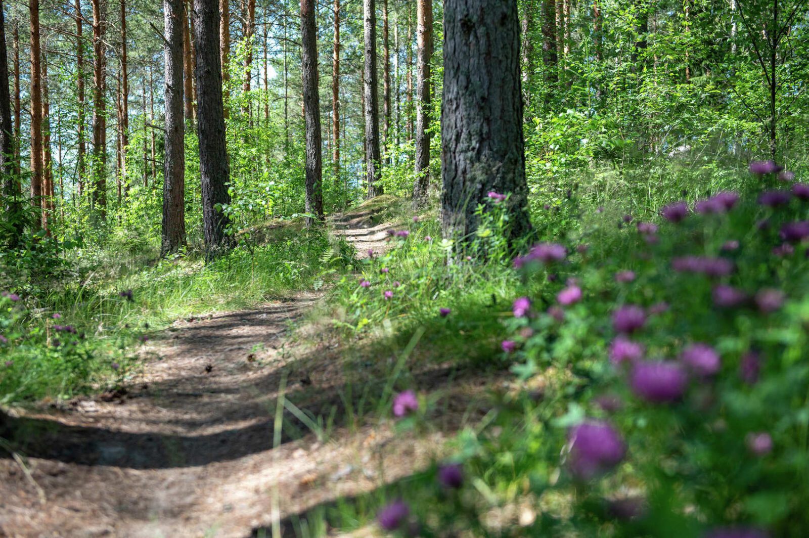 Haijaisten maastopyöräreitti kulkee kauniin vehreän metsän läpi, jossa kukkii liloja apiloita aivan polun vieressä.