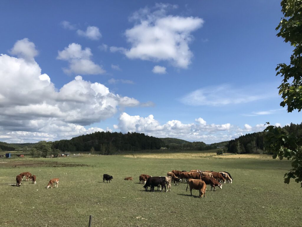 Lehmät laiduntavat Naantalin saaristossa.