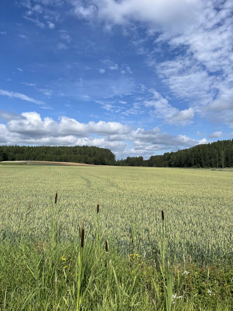 Maalaismaisema ja peltoja aurinkoisena kesäpäivänä.