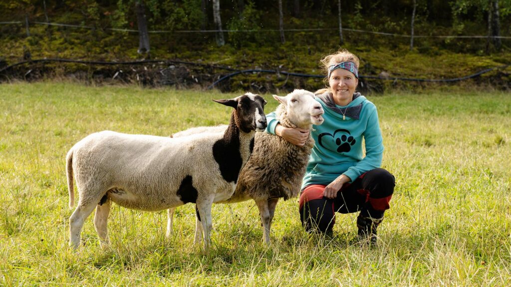 SikkaTalun tilan emäntä Katja Sikka halaa lampaita vehreällä pellolla.