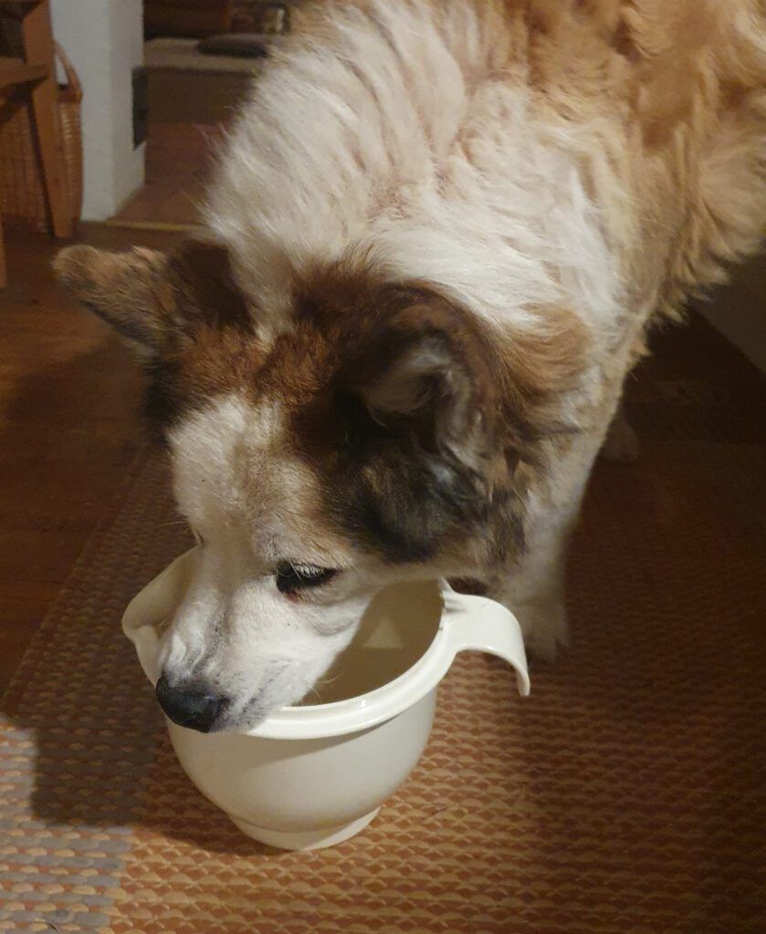 Ruokakummi-Annan Alpo-koira maistelemassa taikinaa taikinakulhosta.